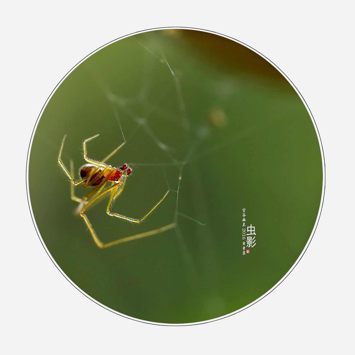 讲解！光学变焦什么意思“空谷幽兰”