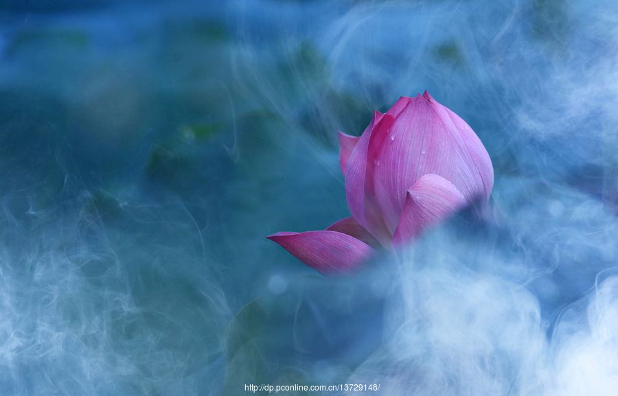 达人分享！鱼儿为什么会游“空谷幽兰”