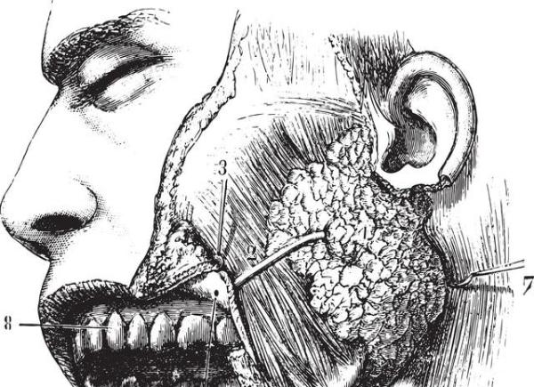 讲解！咬肌发达怎么办“郢中白雪”