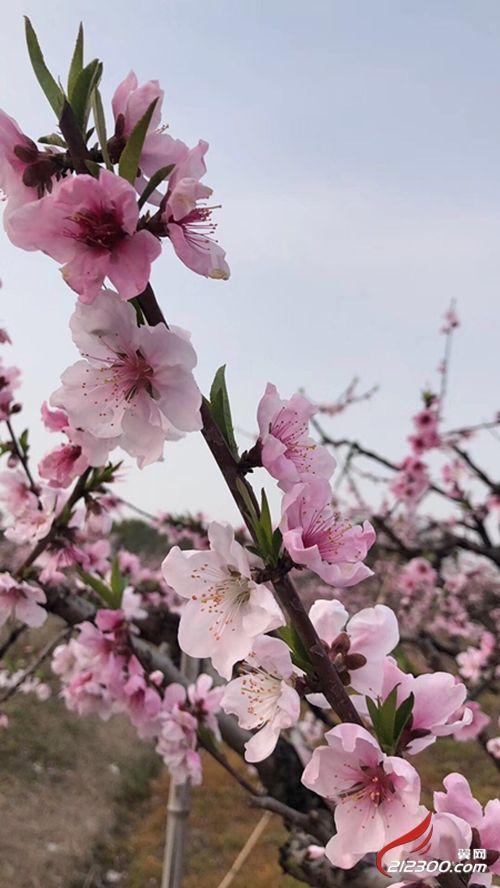 详情！远程偷看微信聊天记录“桃红柳绿”