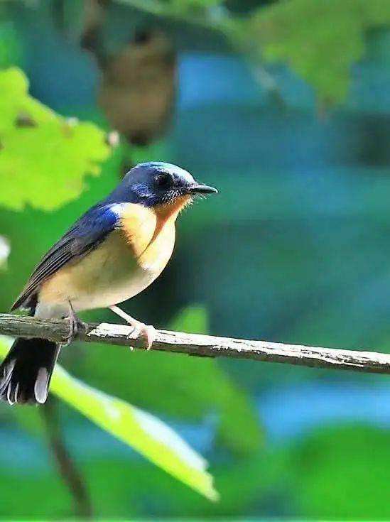 讲解！18岁的身份证号码“夏花依旧”