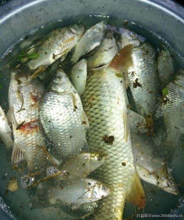 分析！千秋钓鱼论坛“空谷幽兰”