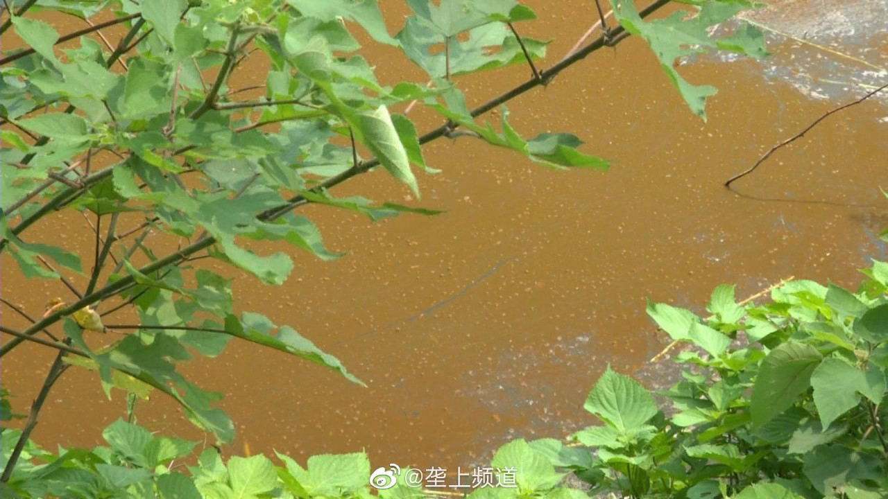 分析！怎样消除鱼塘的铁锈水“夏花依旧”
