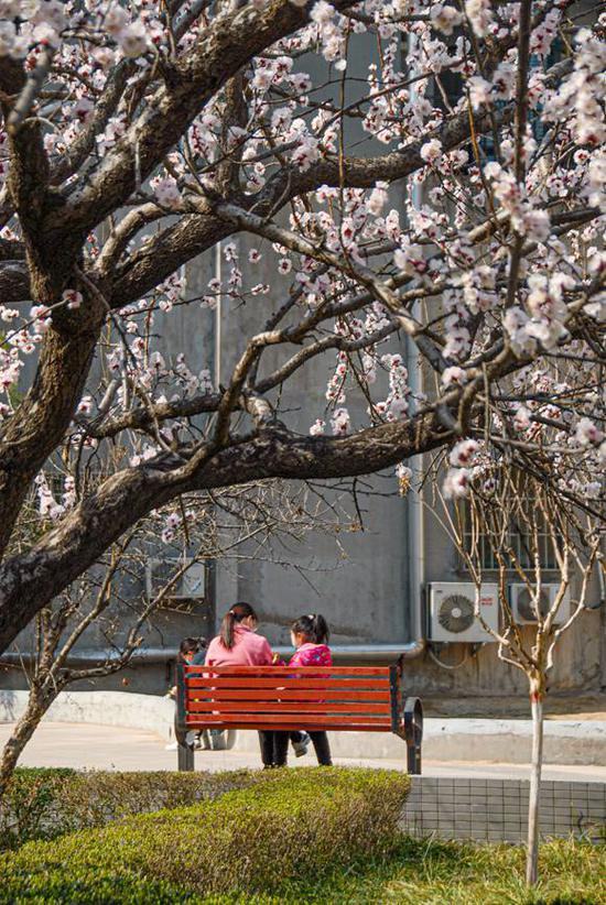 达人分享！127号文件“桃红柳绿”