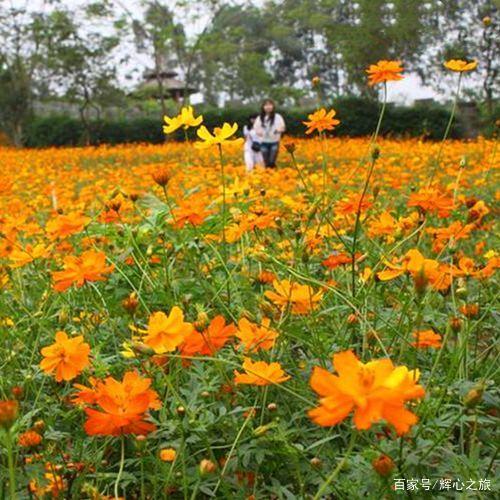 分析！莲花天魔掌“纯一不杂”