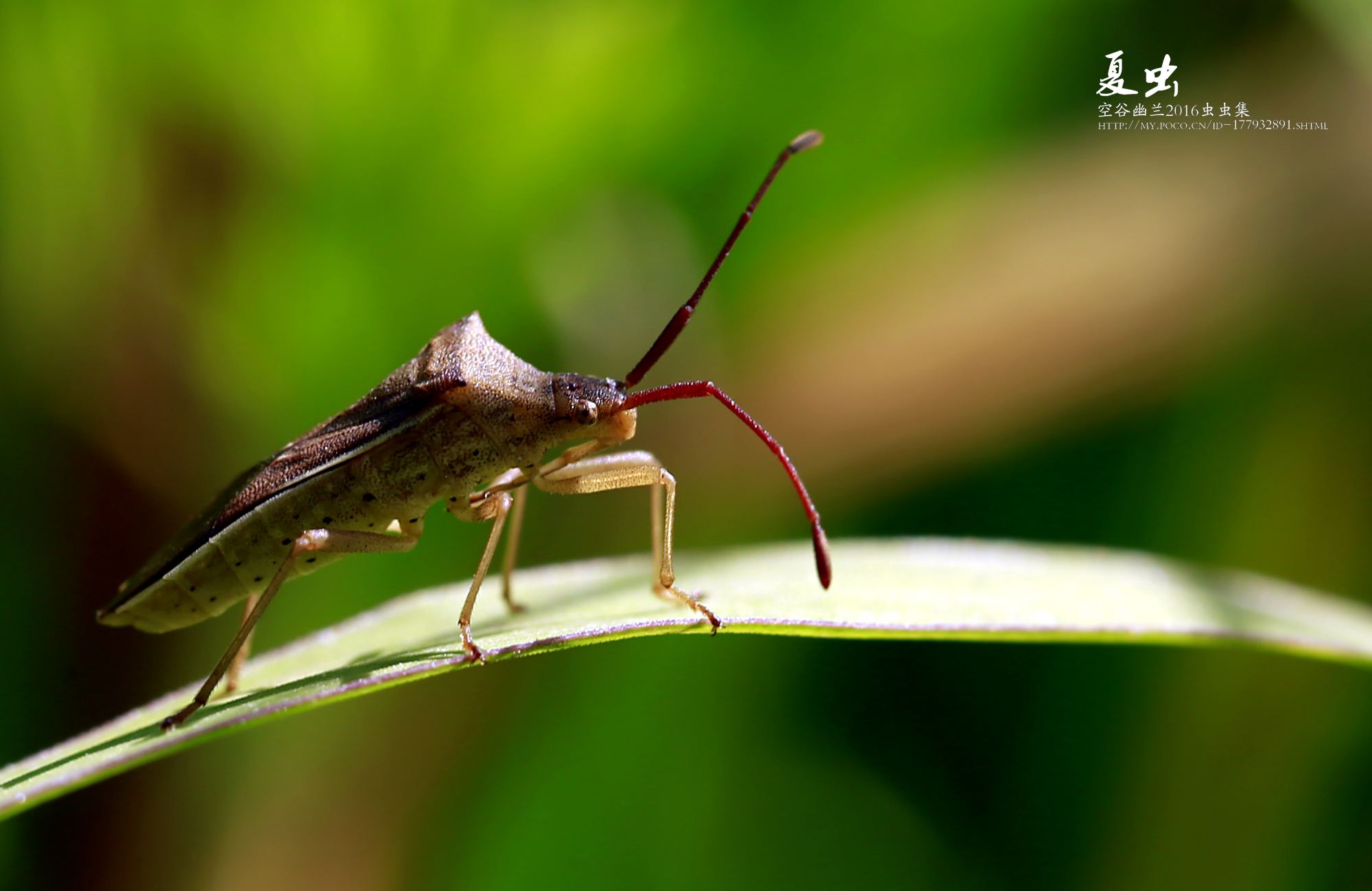 讲解！才艺表演有哪些“空谷幽兰”