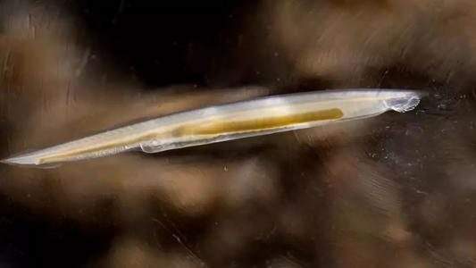 达人分享！文昌鱼是鱼吗“桃红柳绿”