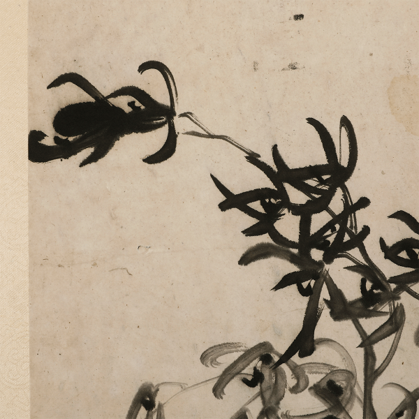 分析！世卫组织紧急会议“空谷幽兰”