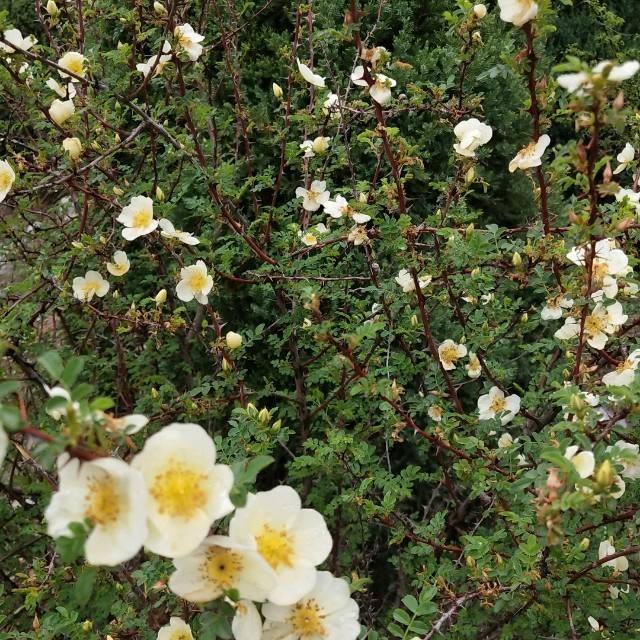 讲解！私人侦探的收费标准“夏花依旧”