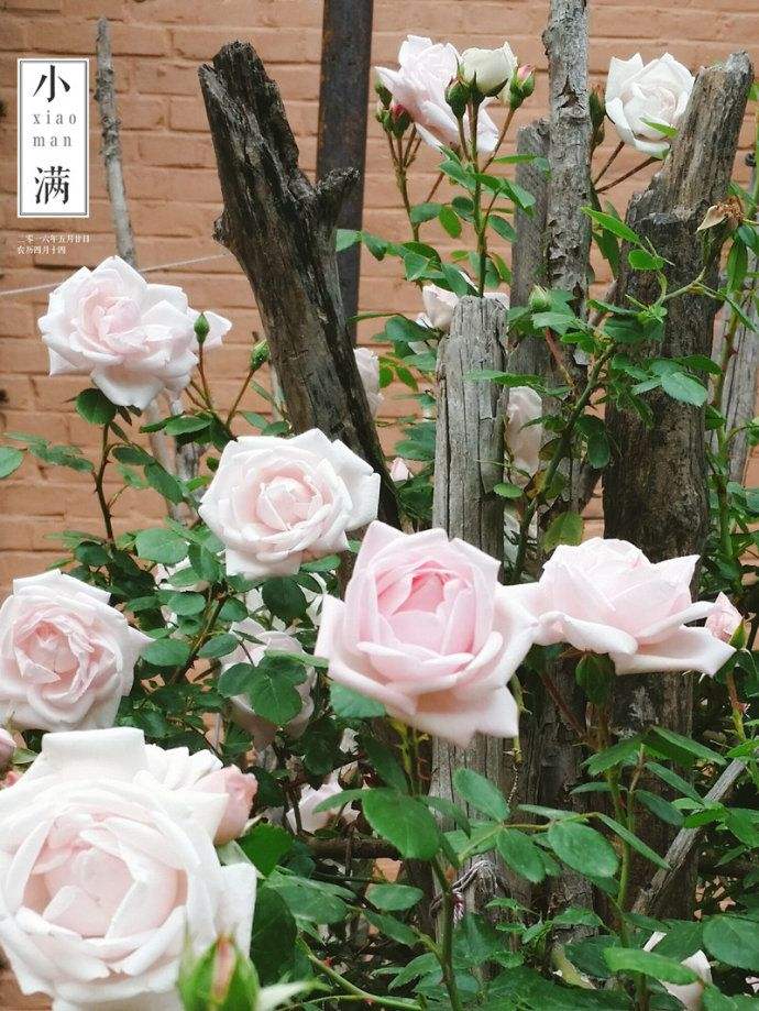 讲解！私人侦探的收费标准“夏花依旧”