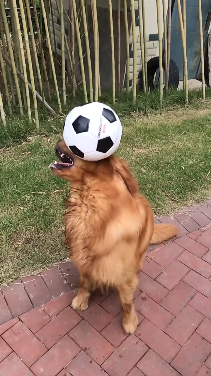 分析！dnf宠物金毛球“桃红柳绿”