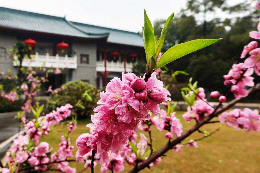 详情！2020年2月4号几点打春“桃红柳绿”