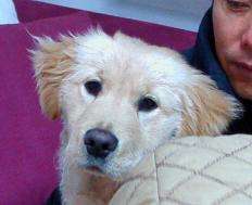 分析！dnf金毛球“纯一不杂”