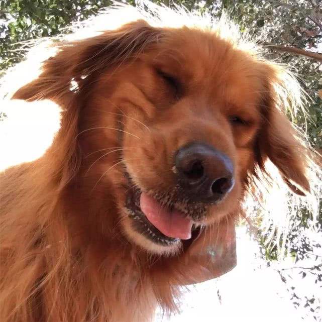 分析！dnf金毛球“纯一不杂”