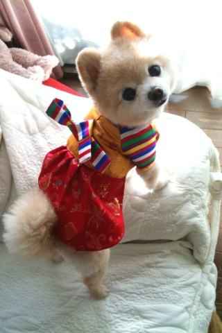 分析！俊介君是什么品种“雁过留声”