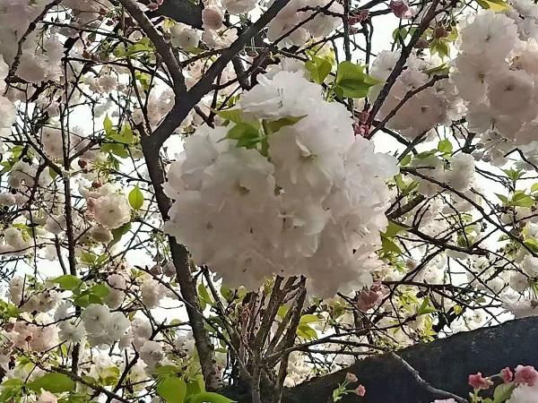 达人分享！弟弟要睡了“桃红柳绿”