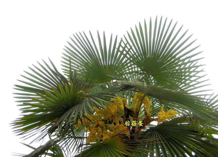 讲解！棕树花苞吃法大全“高情逸态”