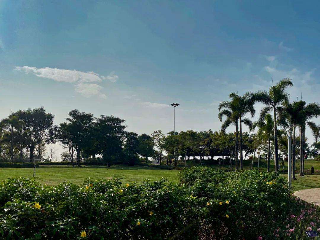 达人分享！棕树花苞吃法大全“桃红柳绿”