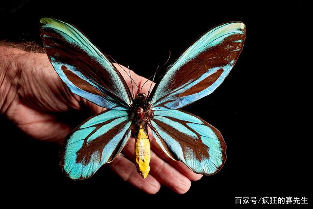 达人分享！蝴蝶的生活环境“冰清水冷”