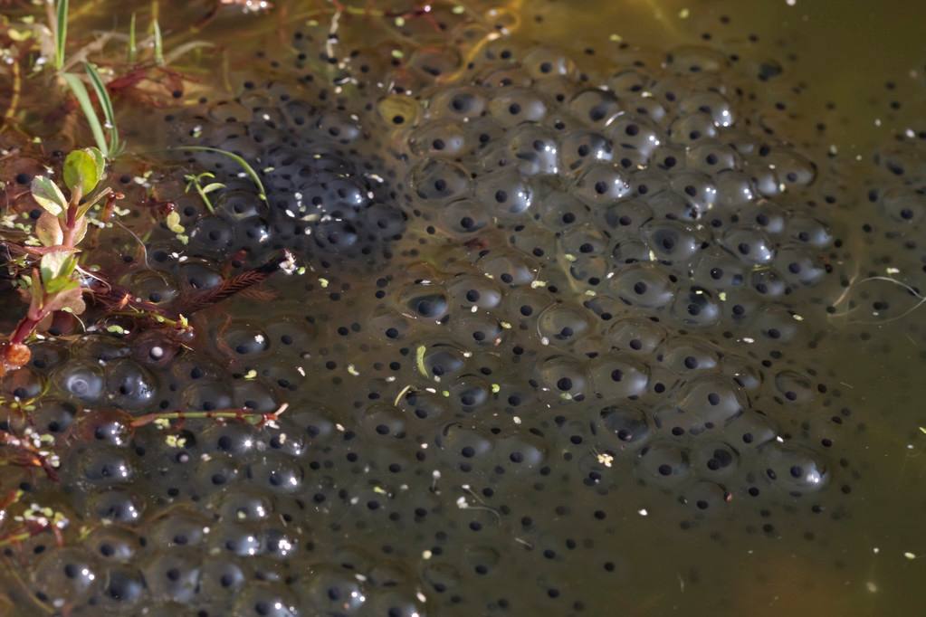 讲解！关于青蛙的资料“夏花依旧”