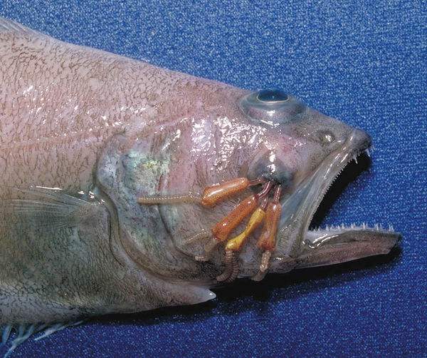 分析！世界上最大的鱼类是什么“一抹红尘”