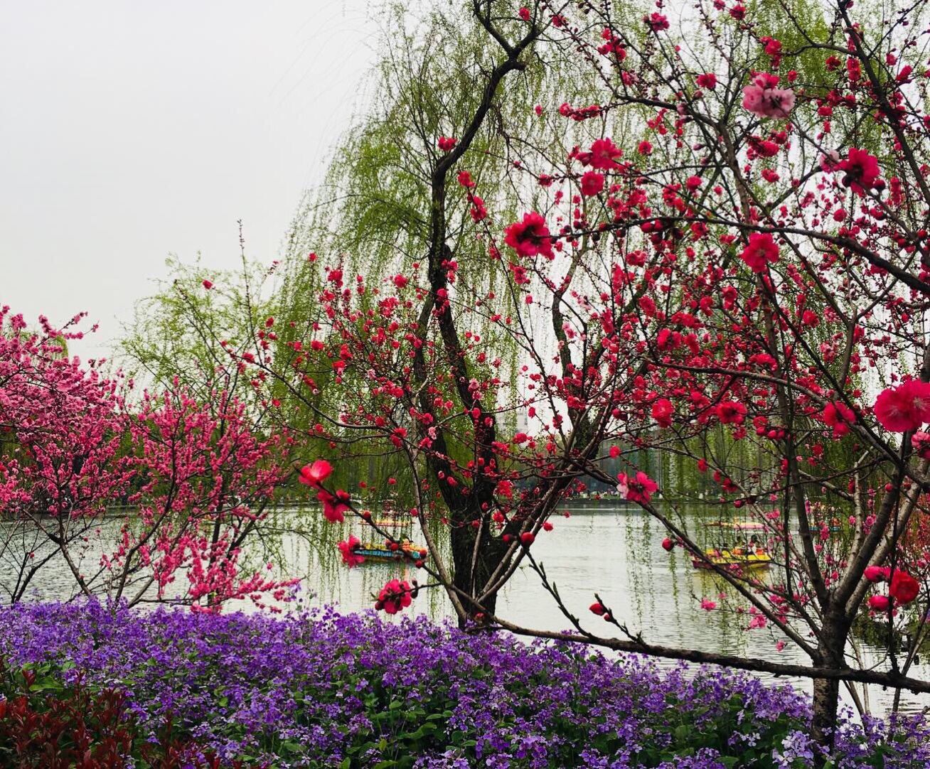 讲解！世界上最深的湖在哪个国家“桃红柳绿”