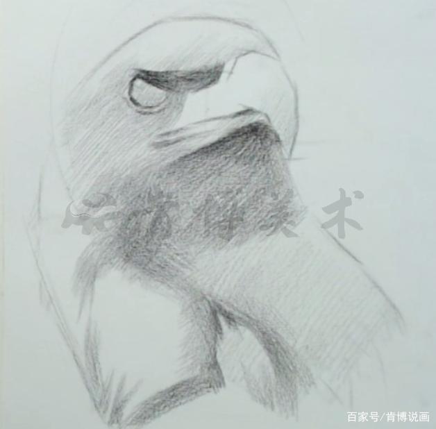 讲解！老鹰的拼音“冰清水冷”