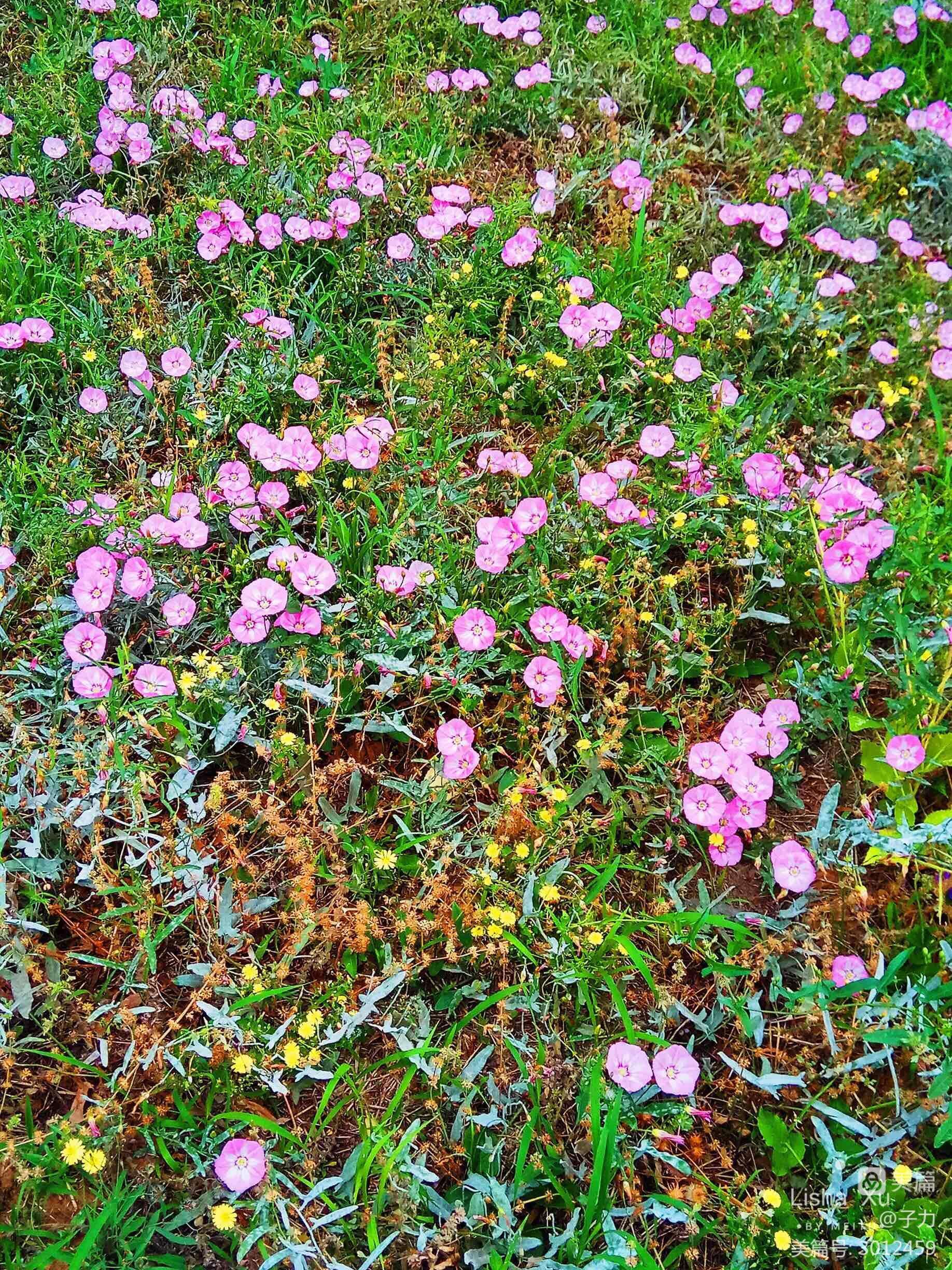 讲解！附近人100元一次去她家“夏花依旧”