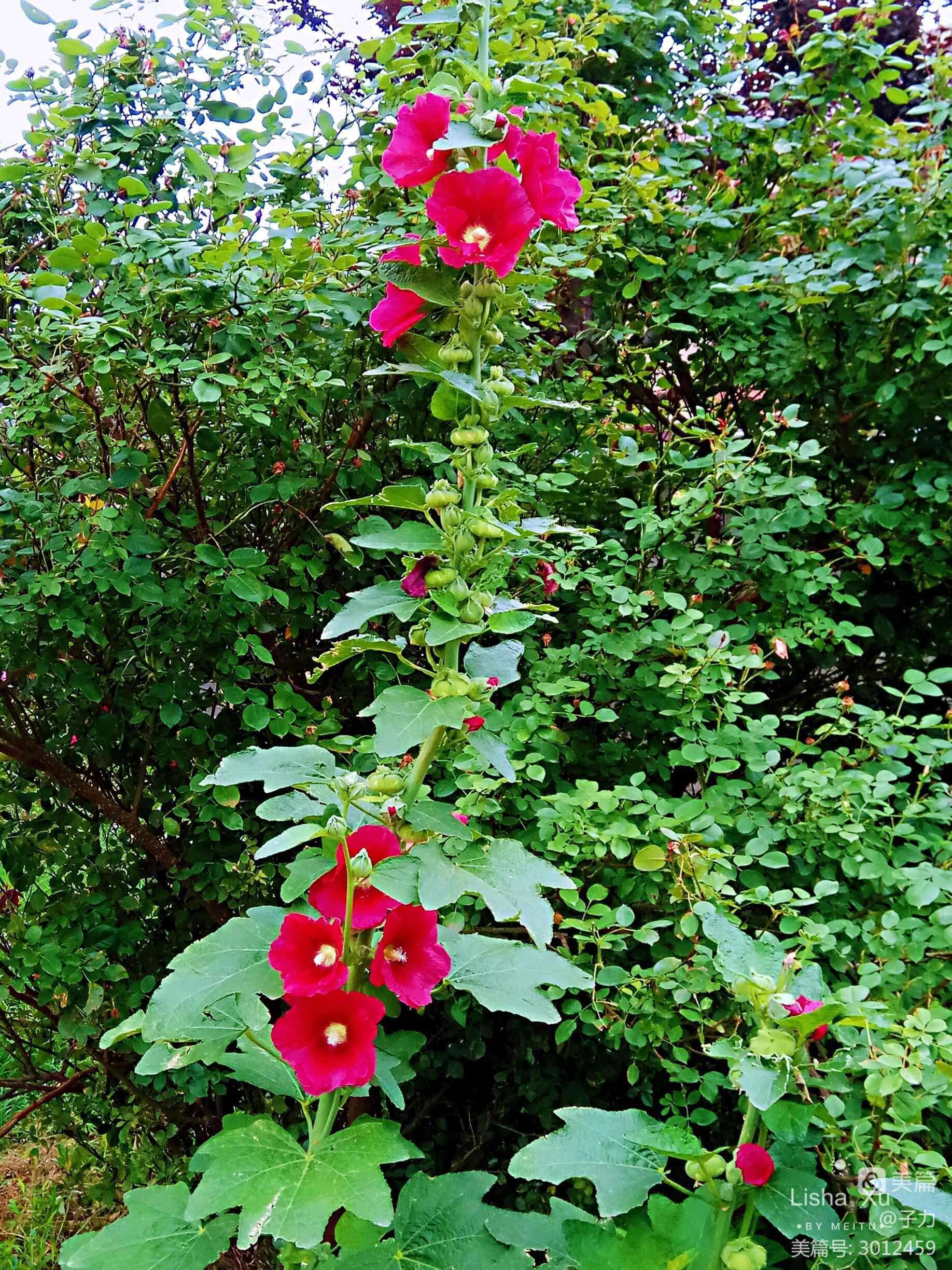 讲解！附近人100元一次去她家“夏花依旧”