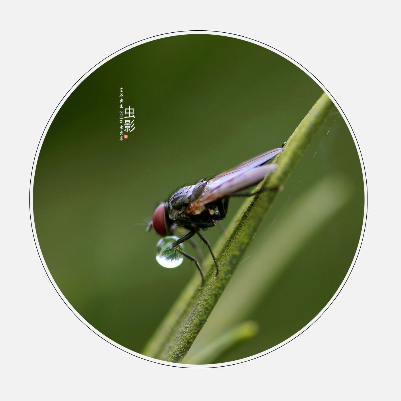 讲解！晒的拼音“空谷幽兰”