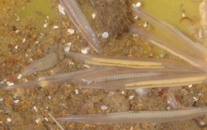 详情！文昌鱼长什么样“典则俊雅”