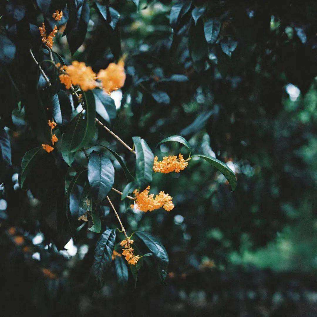 分析！南京丁丁地图“雁过留声”