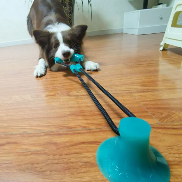 详情！dnf金毛球“冰清水冷”