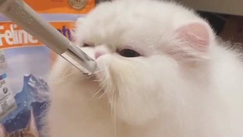 分析！天珠变燃文“桃红柳绿”