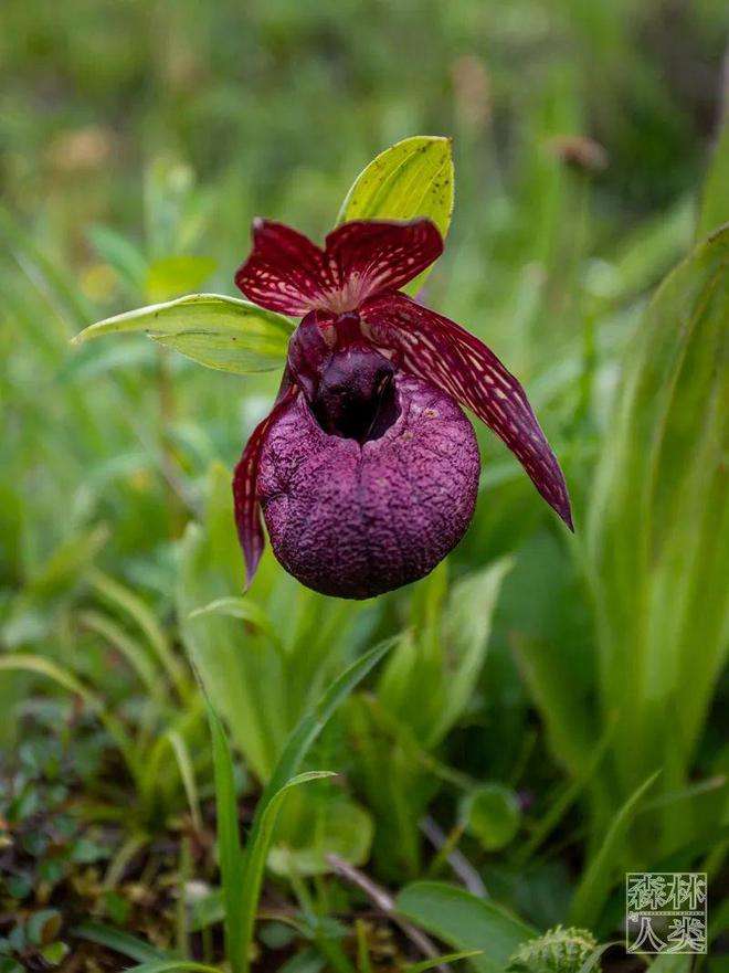 分析！打仗片“空谷幽兰”
