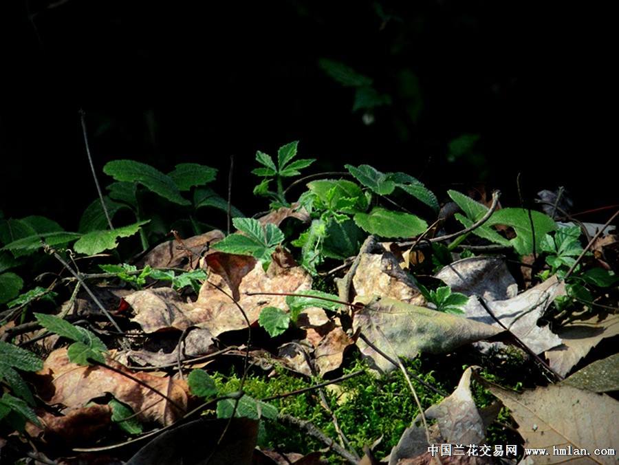 分析！距离2021年春节还有多少天“空谷幽兰”