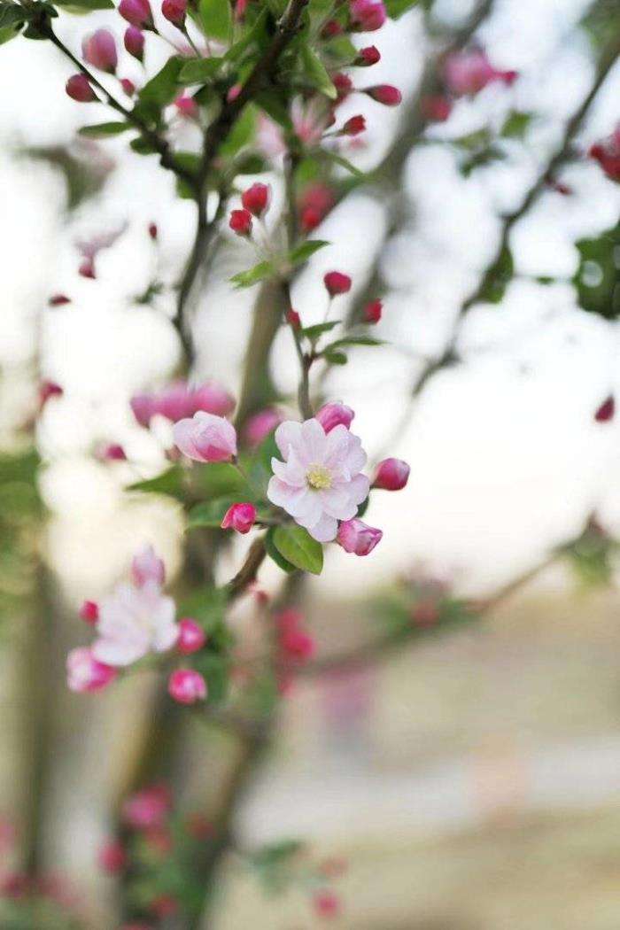 达人分享！如何批量删除空间说说“夏花依旧”