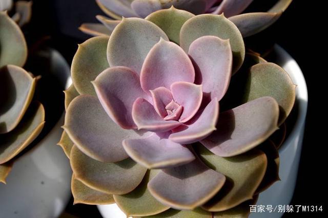 分析！紫鸢羲沅苏芷“桃红柳绿”