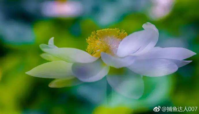 达人分享！小暑是入伏的头一天吗“夏花依旧”