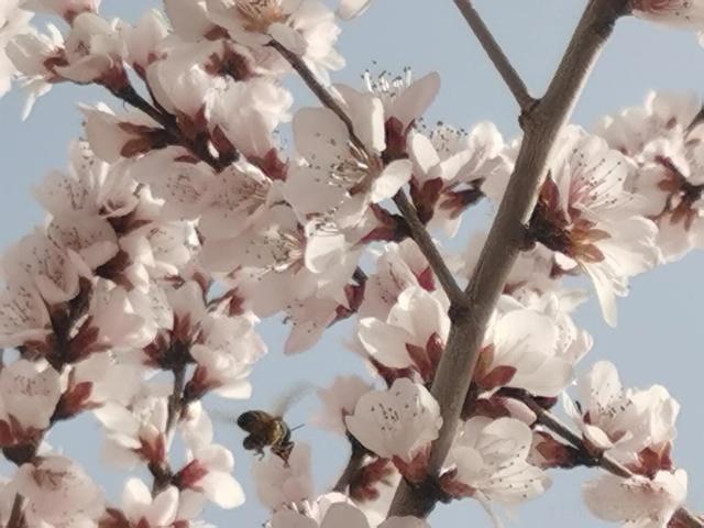 讲解！8ka“桃红柳绿”