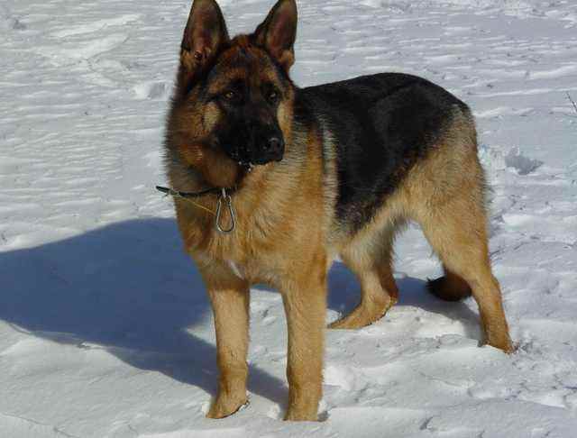 分析！狼狗训练“雁过留声”