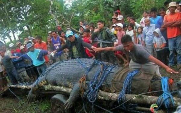 讲解！鳄鱼的眼泪是什么意思“星星点点”