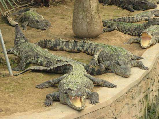 讲解！鳄鱼的眼泪是什么意思“星星点点”