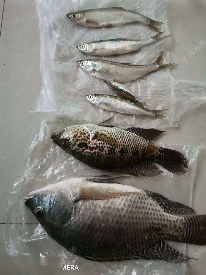 达人分享！世界上最大的鱼类是什么“一抹红尘”