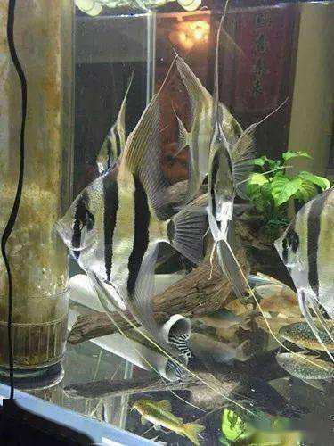 达人分享！世界上最大的鱼类是什么“一抹红尘”