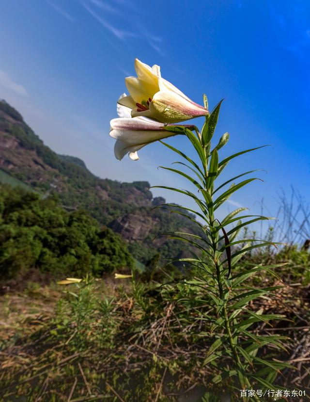讲解！如何在微信找到鸡“空谷幽兰”