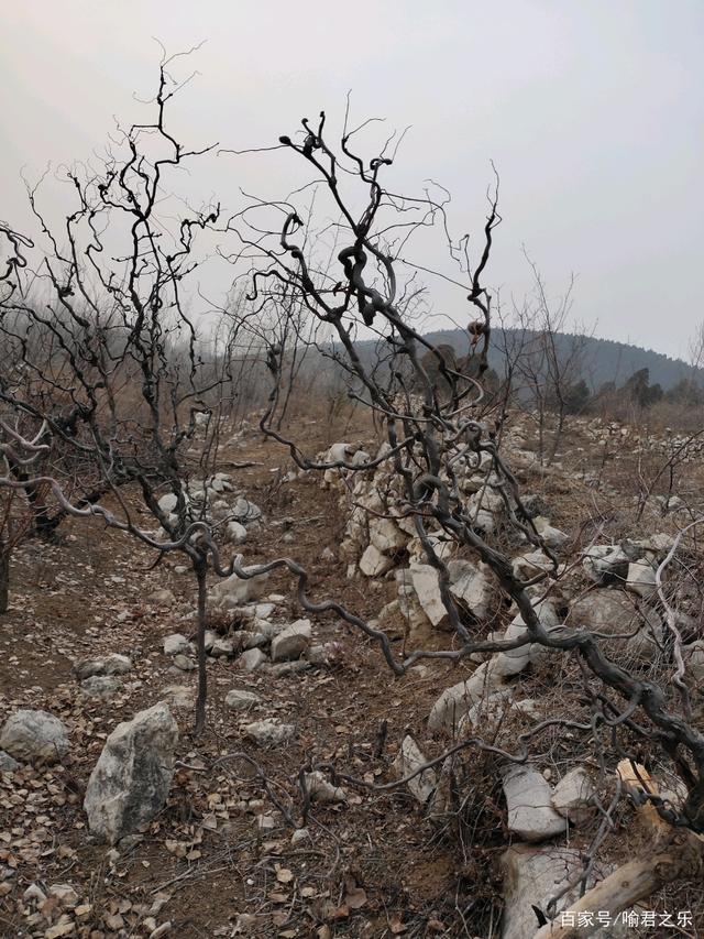 分析！枣树图片“雁过留声”