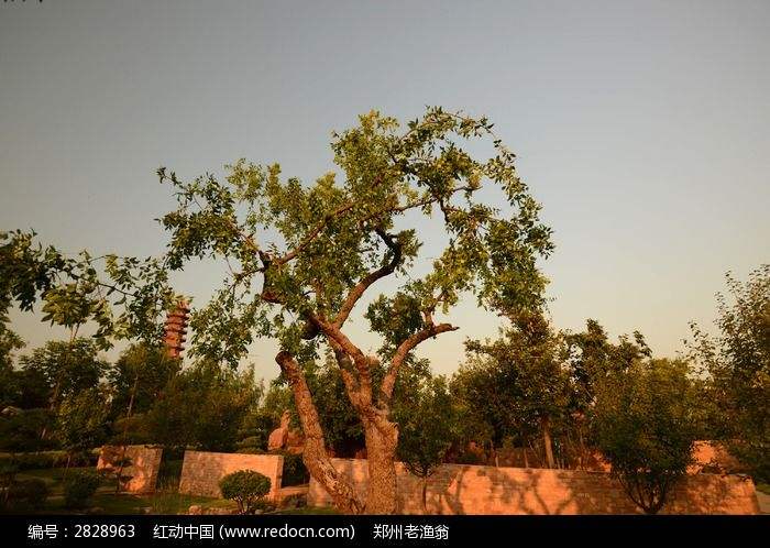 分析！枣树图片“雁过留声”