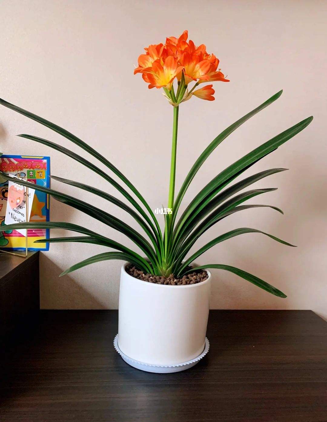 达人分享！民兵是什么意思“空谷幽兰”