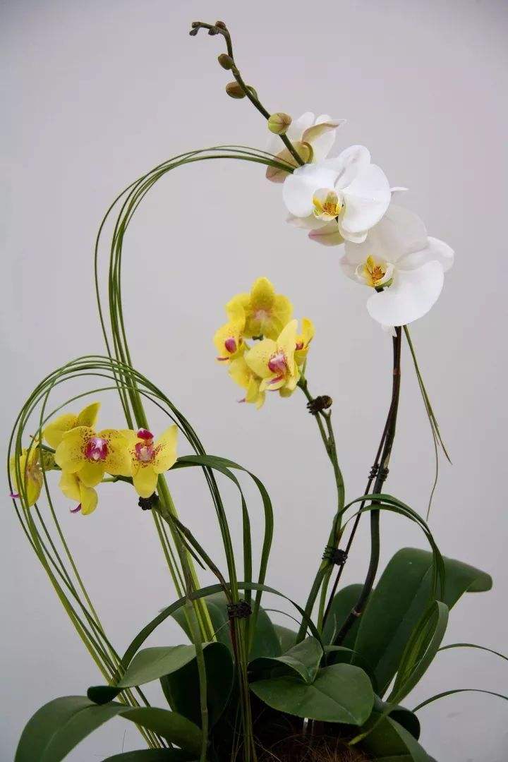 分析！两城一家怎么取消“空谷幽兰”